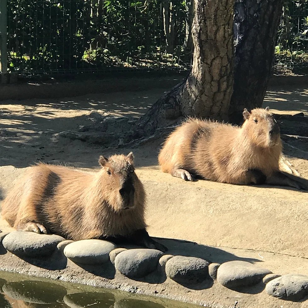 🏞️ 우미노나카미치 해변공원 (우미노나카미치카이힌코엔) 이미지 9